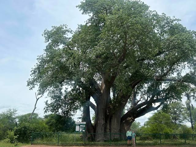 Igi Ose: Yorubaland sacred baobab tree
