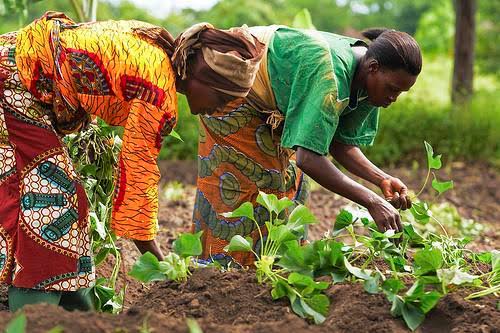 Kaduna women’s vegetable farming fuels economic revolution